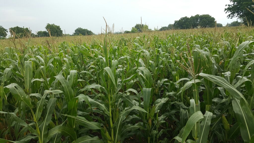 Corn Farm